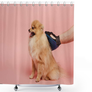 Personality  Cropped View Of Man Combing Pomeranian Spitz Dog With Grooming Rubber Glove On Pink Shower Curtains