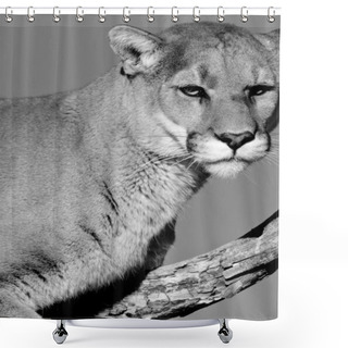 Personality  A Cougar Sitting In A Tree (black & White) Shower Curtains