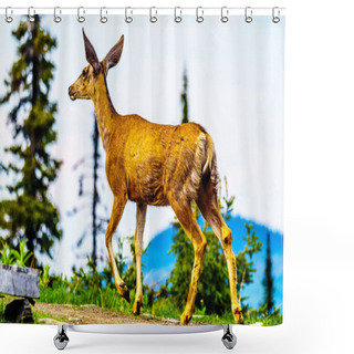 Personality  Black Tailed Deer In The High Alpine Of Tod Mountain In The Shuswap Highlands Of British Columbia, Canada Shower Curtains