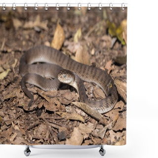 Personality  Rough-scaled Snake With Opaque Eyes Prior To Sloughing Skin Shower Curtains
