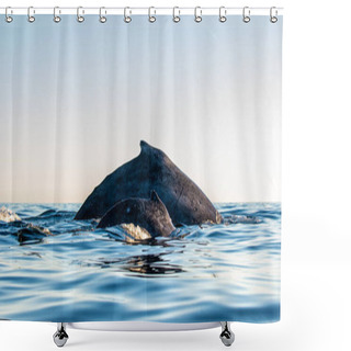 Personality  Back Of Humpback Whale Mother And Baby Cub. Humpback Whale Swimming In The Pacific Ocean. Back Of The Whale On The Surface Of The Ocean. Diving In The Deep Shower Curtains
