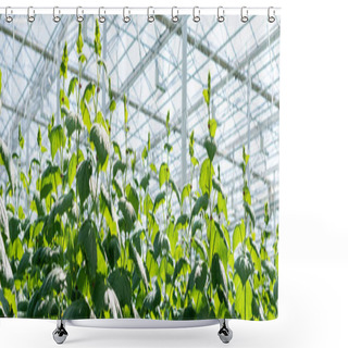Personality  Green Cucumber Plants Growing In Glasshouse, Banner Shower Curtains