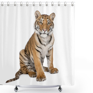 Personality  Portrait Of Bengal Tiger, 1 Year Old, Sitting, Studio Shot, Pant Shower Curtains