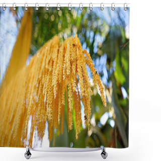 Personality  Phoenix Roebelenii (Pygmy Date Palm) Yellow Bunch Of Flowers Selective Focus. Shower Curtains