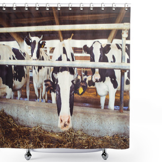 Personality  Cow Farm Concept Of Agriculture, Agriculture And Livestock - A Herd Of Cows Who Use Hay In A Barn On A Dairy Farm Shower Curtains