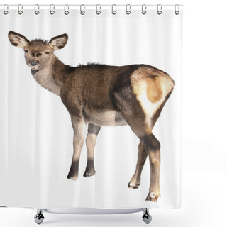 Personality  Roe-doe In Winter On Snow Shower Curtains