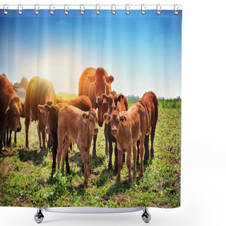 Personality  Cute Little Calfs Grazing With Cows. Agricultural Background Shower Curtains