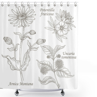 Personality  Illustration Of Medical Herbs Arnica, Potentilla, Uncaria. Shower Curtains