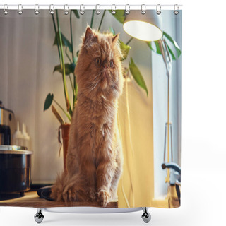 Personality  Fluffu Ginger Cat Is Sitting On The Table Shower Curtains