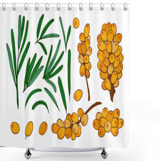 Personality  Isolated Berries, Twigs And Leaves Of Sea Buckthorn. Shower Curtains