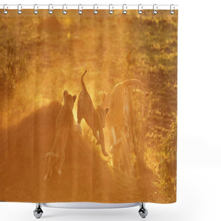 Personality  Lion Cubs In The  Savannah Shower Curtains