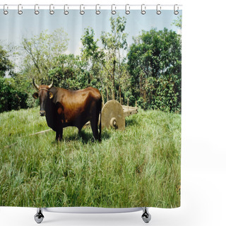 Personality  Ox Cart Shower Curtains