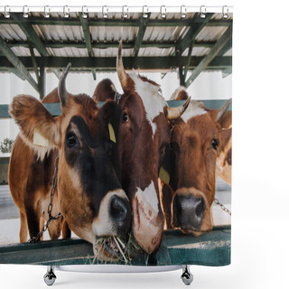 Personality  Close Up View Of Domestic Beautiful Cows Eating Hay In Stall At Farm Shower Curtains
