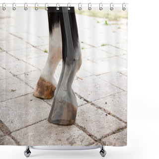 Personality  Horse Radiography Of Leg And Hoof By Medical Check Of Vetenarian Shower Curtains