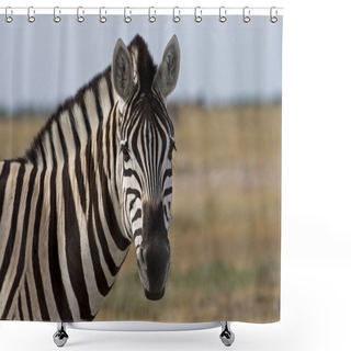 Personality  Portrait Of Burchells Zebra Shower Curtains