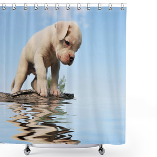 Personality  Puppy Boxer And Water Shower Curtains