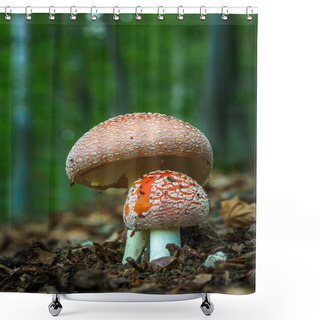 Personality  Amanita Muscaria, Poisonous Mushroom. Photo Has Been Taken In The Natural Forest Background. Shower Curtains