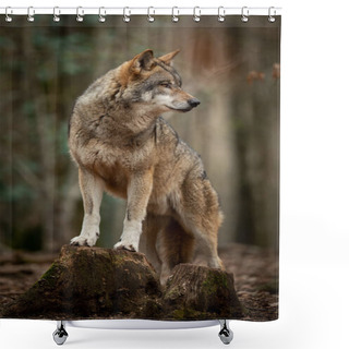 Personality  Grey Wolf In The Forest During The Spring Shower Curtains