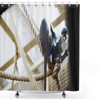 Personality  Monkeys Playing On Ropes In Zoo With Blurred Foreground  Shower Curtains