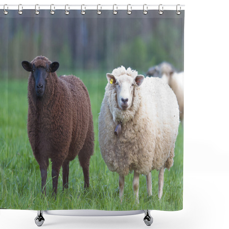 Personality  Black and white sheep shower curtains