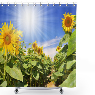 Personality  Sunflower Field Shower Curtains