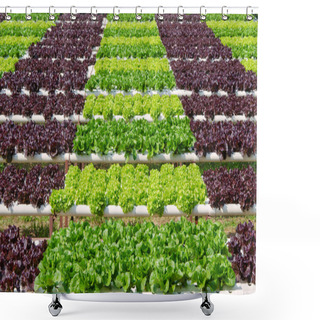 Personality  Organic Hydroponic Vegetable Cultivation Farm Shower Curtains