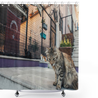 Personality  Homeless Cat Sitting On Stair On Urban Street In Istanbul Shower Curtains