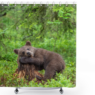 Personality  Cub Of Brown Bear In The Summer Forest. Natural Habitat. Scientific Name: Ursus Arctos. Shower Curtains