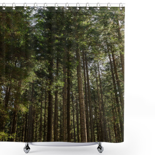 Personality  Tall Pine Trees In Forest  Shower Curtains