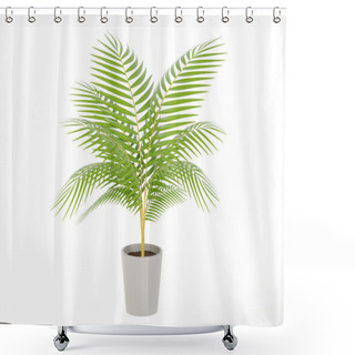 Personality  Realistic Yellow Palm, Madagascar Palm In Gray Pot On White Background, 3D Mock Up. 3D Render Illustration. Shower Curtains