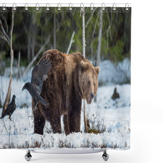 Personality  Adult Male Brown Bear Shower Curtains