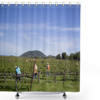 Personality  Workers Pruning Wine Grapes In Vineyard Shower Curtains