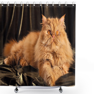Personality  Cute Red Persian Cat Portrait With Big Orange Eyes Shower Curtains