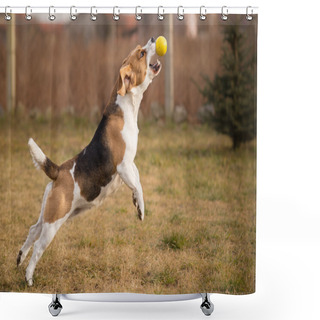 Personality  Beagle Dog Catching Ball In Jump Shower Curtains