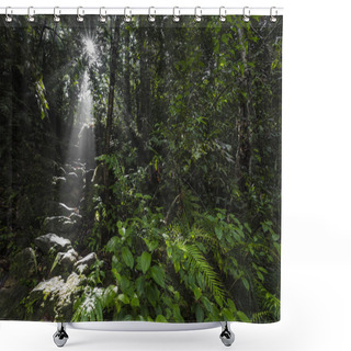 Personality  Sunlight Rays Pour Through Leaves In A Rainforest At Sinharaja F Shower Curtains