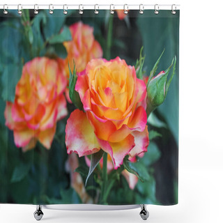 Personality  Yellow Roses With Pink Edges_ Shower Curtains