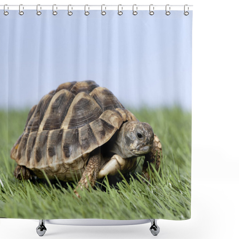 Personality  Turtle on grass against a blue sky shower curtains
