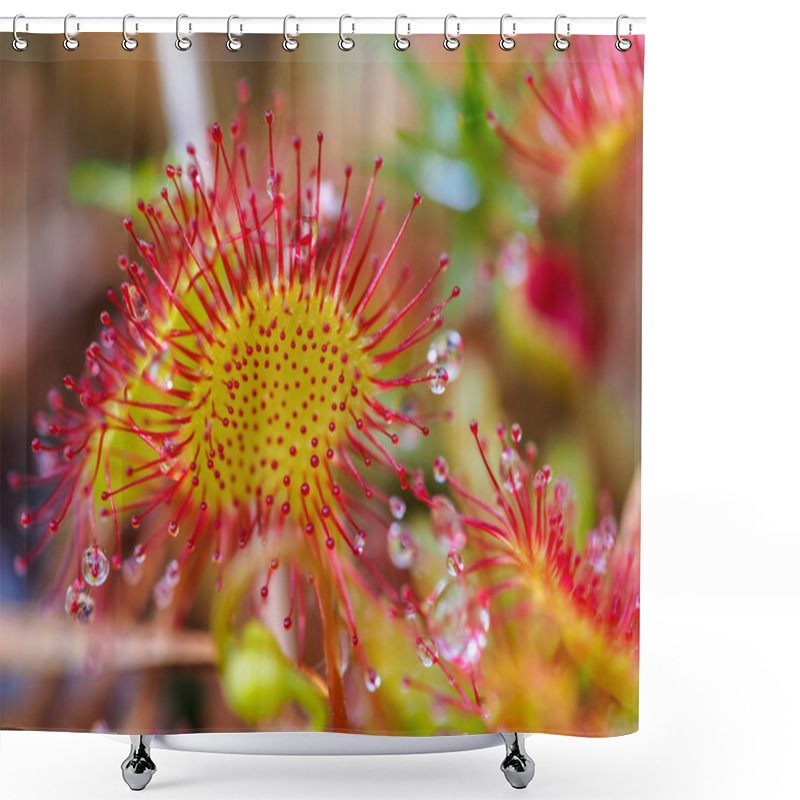 Personality  Sundew Shower Curtains