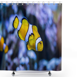 Personality  Ocellaris Clownfish, Amphiprion Ocellaris, Also Known As The False Percula Clownfish Or Common Clownfish Shower Curtains