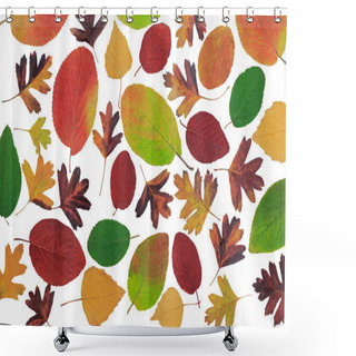 Personality  Autumn Leaves With Different Trees On A White Background. Shower Curtains