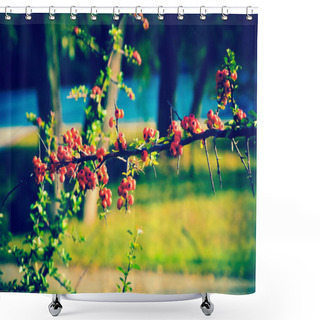 Personality  Close Up Of Bright Red Pyracantha Berries On Tree Shower Curtains