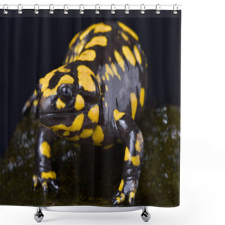 Personality  The Corsican Fire Salamander (Salamandra Corsica) Is A Large, Land Dwelling, Salamander Species Endemic To Corsica Island, Paret Of France. Shower Curtains