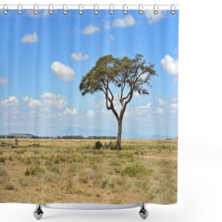 Personality  Amboseli National Park Shower Curtains