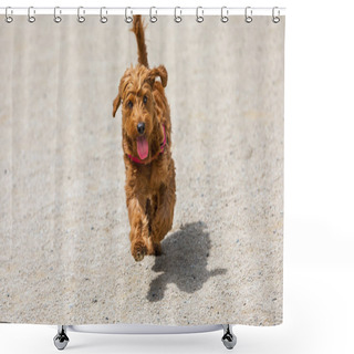 Personality  Mini Golden Doodle Puppy Running Shower Curtains