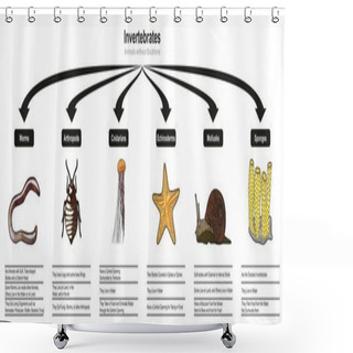 Personality  Invertebrates Animals Classification And Characteristics Infographic Diagram Showing All Types Including Worms Arthropods Cnidarians Echinoderms Mollusks Sponges For Biology And Morphology Science Education Shower Curtains