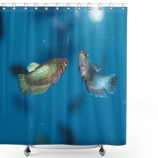 Personality  Female Of Siamese Fighting Fish (Betta) Aquarium Fish Shower Curtains