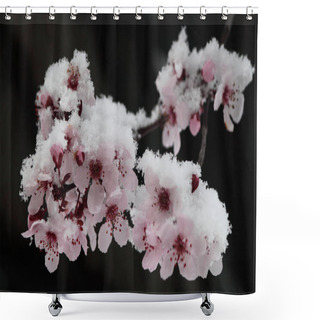 Personality  Pink Winter Cherry Blossoms In Snow Shower Curtains