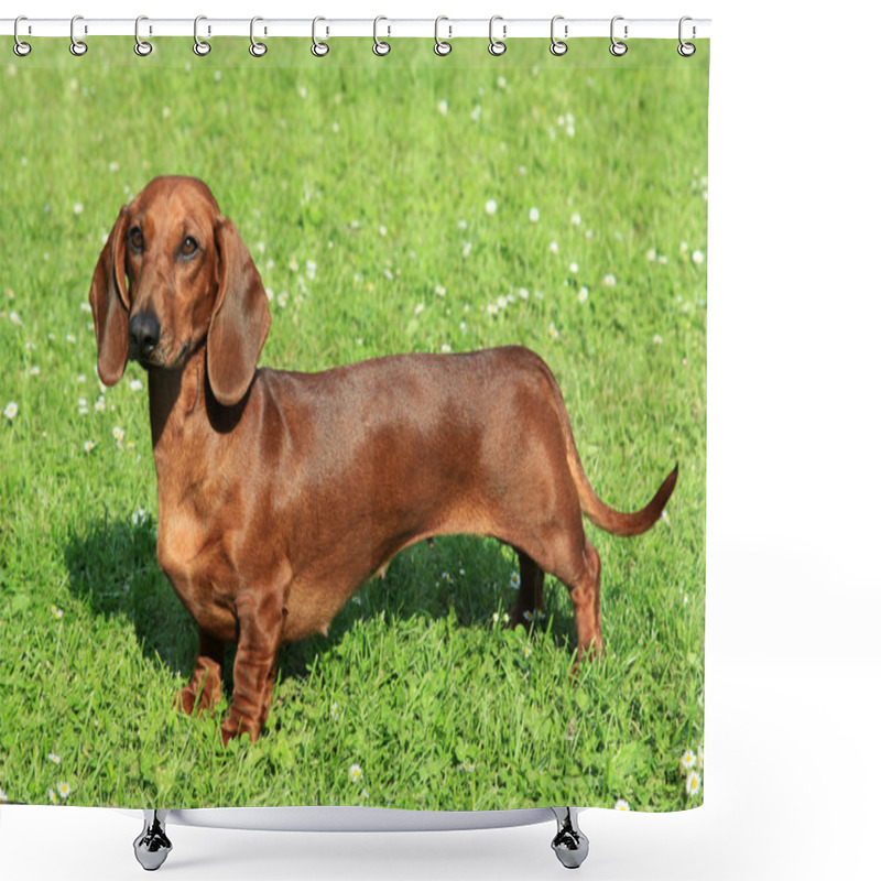 Personality  Portrait of Standard smooth-haired dachshund shower curtains