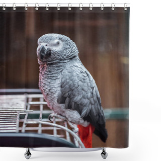 Personality  Vivid Grey Fluffy Parrot Sitting On Cage And Looking At Camera Shower Curtains