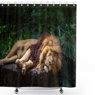 Personality  Southwest African Lion (Panthera Leo Bleyenberghi) - Angola Lion Lying Down Shower Curtains